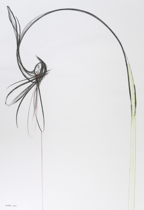 AveJunco